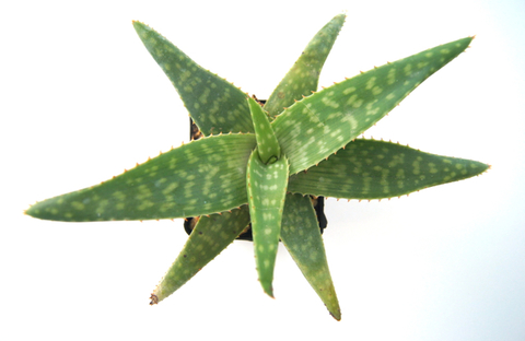 Aloe vogstii