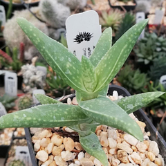 Aloe whitcombei