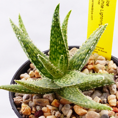 Aloe 'White Lightning'