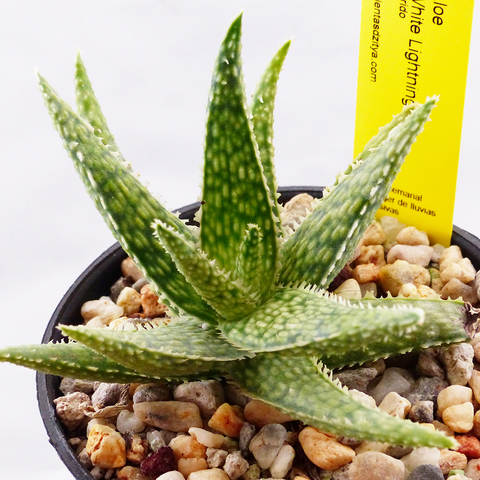 Aloe 'White Lightning'