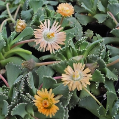 Semillas Aloinopsis Mix - comprar en línea