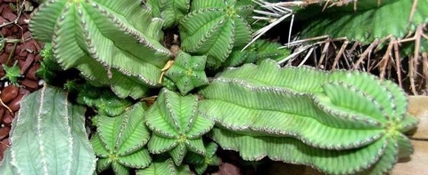 Euphorbia anoplia