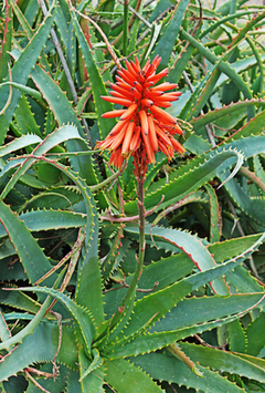 Aloe arborescens - comprar en línea