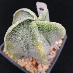 Astrophytum myriostigma x ornatum - comprar en línea