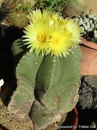 Astrophytum myriostigma fa. nudum en internet