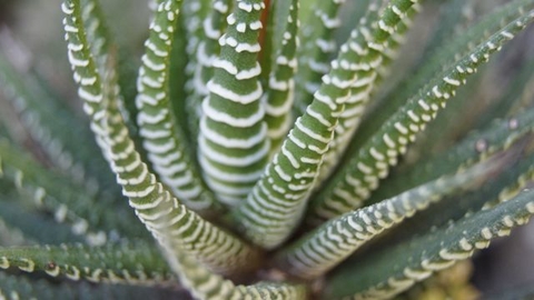 Haworthia attenuata zebrina