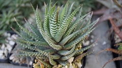 Haworthia attenuata zebrina - Suculentas Dzityá