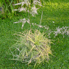 Bakerantha purpusii