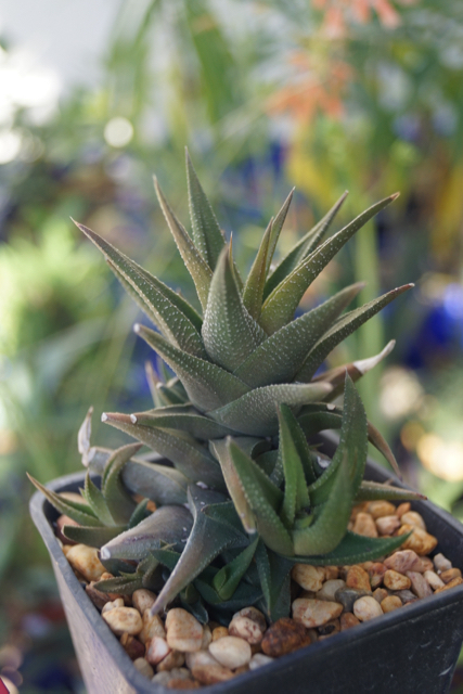 Haworthia glabrata (Bashee River, SA)