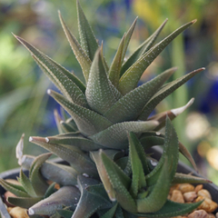 Haworthia glabrata (Bashee River, SA)