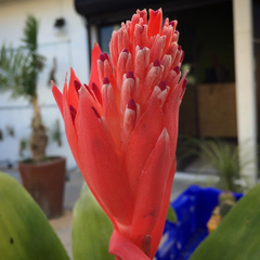 Billbergia pyramidalis