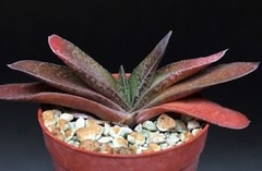 Gasteria brachyphylla bayeri - Suculentas Dzityá