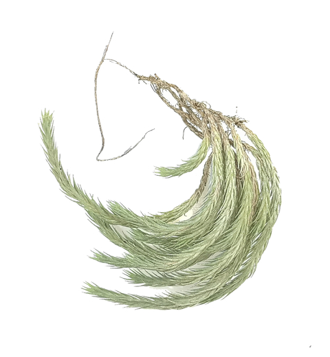 Tillandsia bryoides