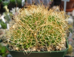 Mammillaria decipiens camptotricha - comprar en línea