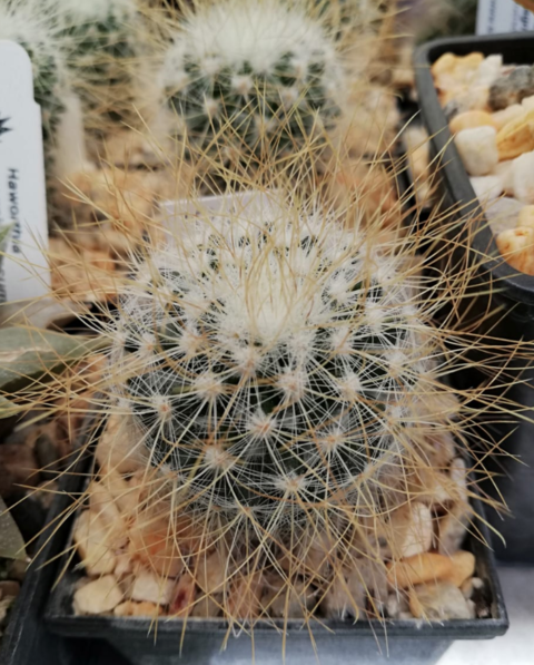 Mammillaria rekoi leptacantha