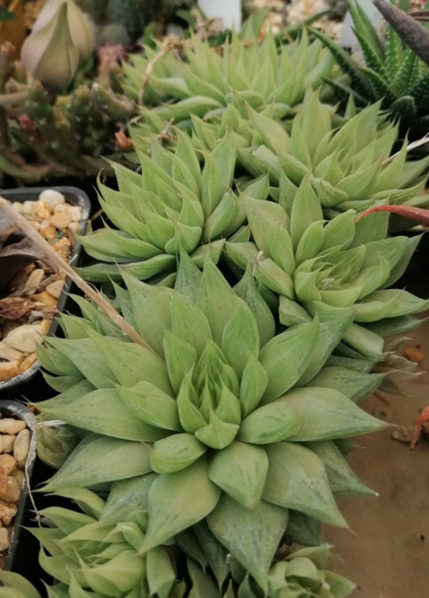 Haworthia 'Cleo'