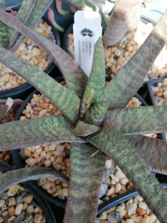 Gasteria batesiana - Suculentas Dzityá