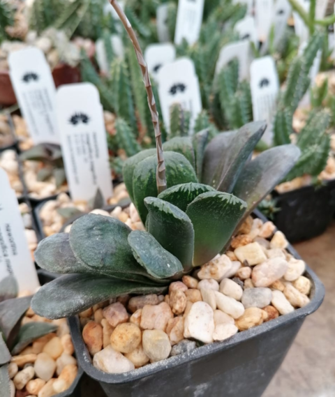 Haworthia truncata x