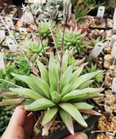 Haworthia 'Geo'