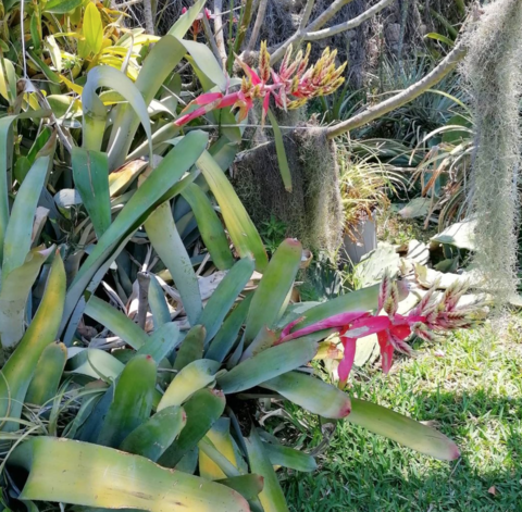 Aechmea 'Little Harv'