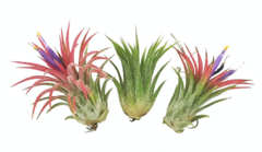 Tillandsia ionantha en internet