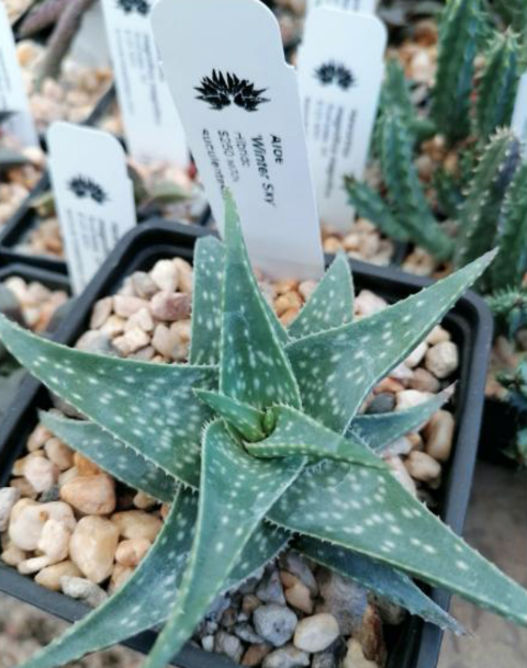 Aloe 'Winter Sky'