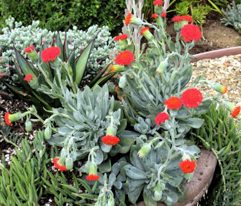 Senecio fulgens