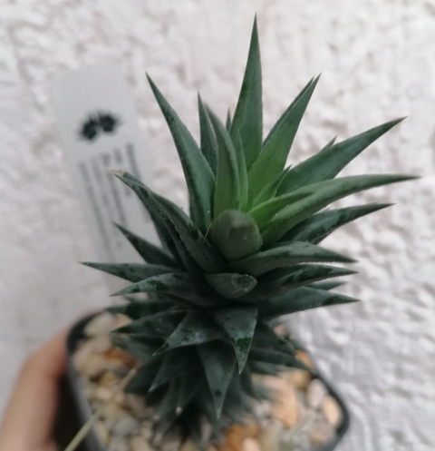 Haworthia glauca herrei fa. jacobseniana