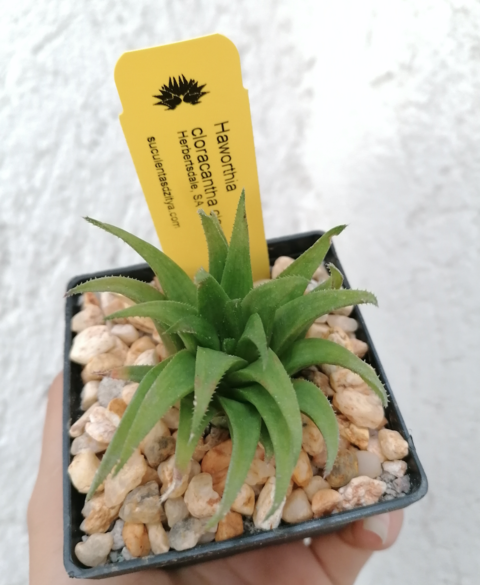 Haworthia cloracantha cloracantha