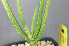 Aloe rivierei - Suculentas Dzityá