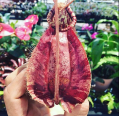 Semillas Nepenthes (Mirabilis Red x Viking) x (Mirabilis Red x Raff Giant) en internet