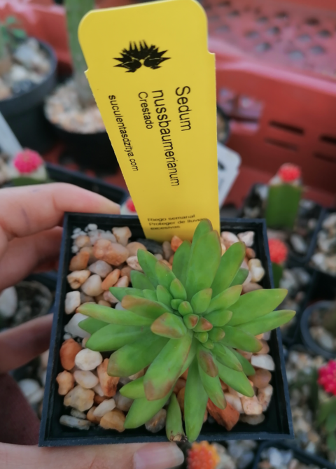 Sedum nussbaumerianum crestado