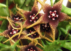 Orbea caudata subsp. rhodesia - comprar en línea