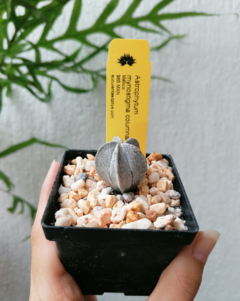 Astrophytum myriostigma var. columnare en internet