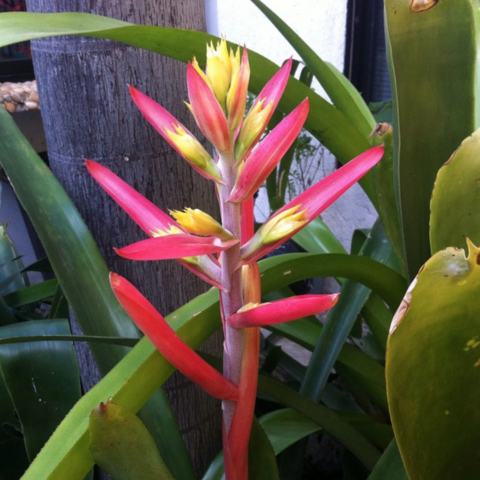 Aechmea aquilega