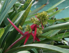 Aechmea aquilega - comprar en línea