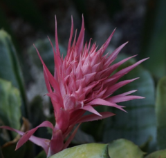 Aechmea fasciata - tienda en línea