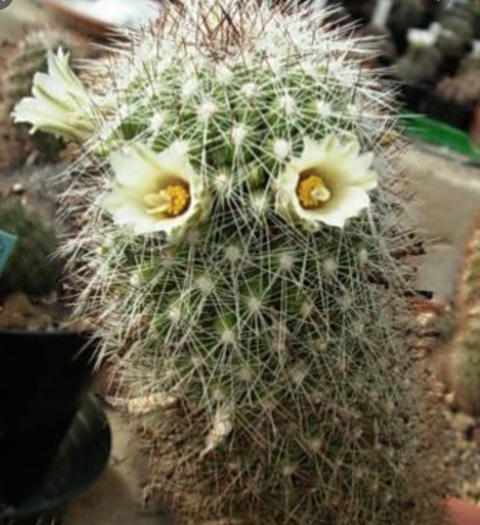 Mammillaria phitauiana