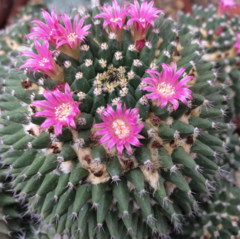 Mammillaria sartorei - comprar en línea