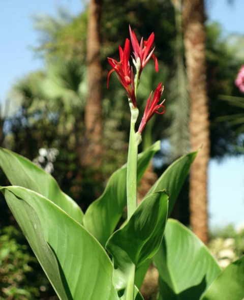 Semillas Canna indica