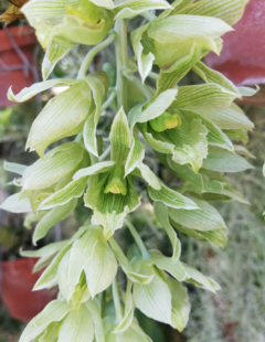 Clowesia dodsoniana en internet