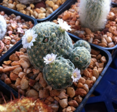 Mammillaria schiedeana giselae crestada (Injerto) - Suculentas Dzityá