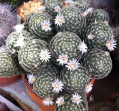 Mammillaria schiedeana giselae crestada (Injerto) - tienda en línea