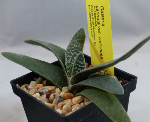 Gasteria carinata verrucosa