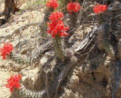 Mammillaria poselgeri en internet