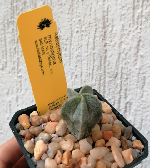 Astrophytum myriostigma