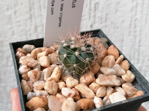 Melocactus intortus