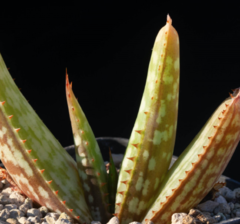 Aloe mutans - comprar en línea