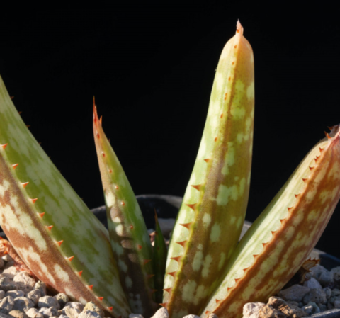 Aloe mutans