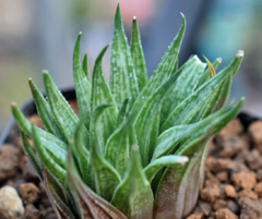 Haworthia bronkhorstii - comprar en línea